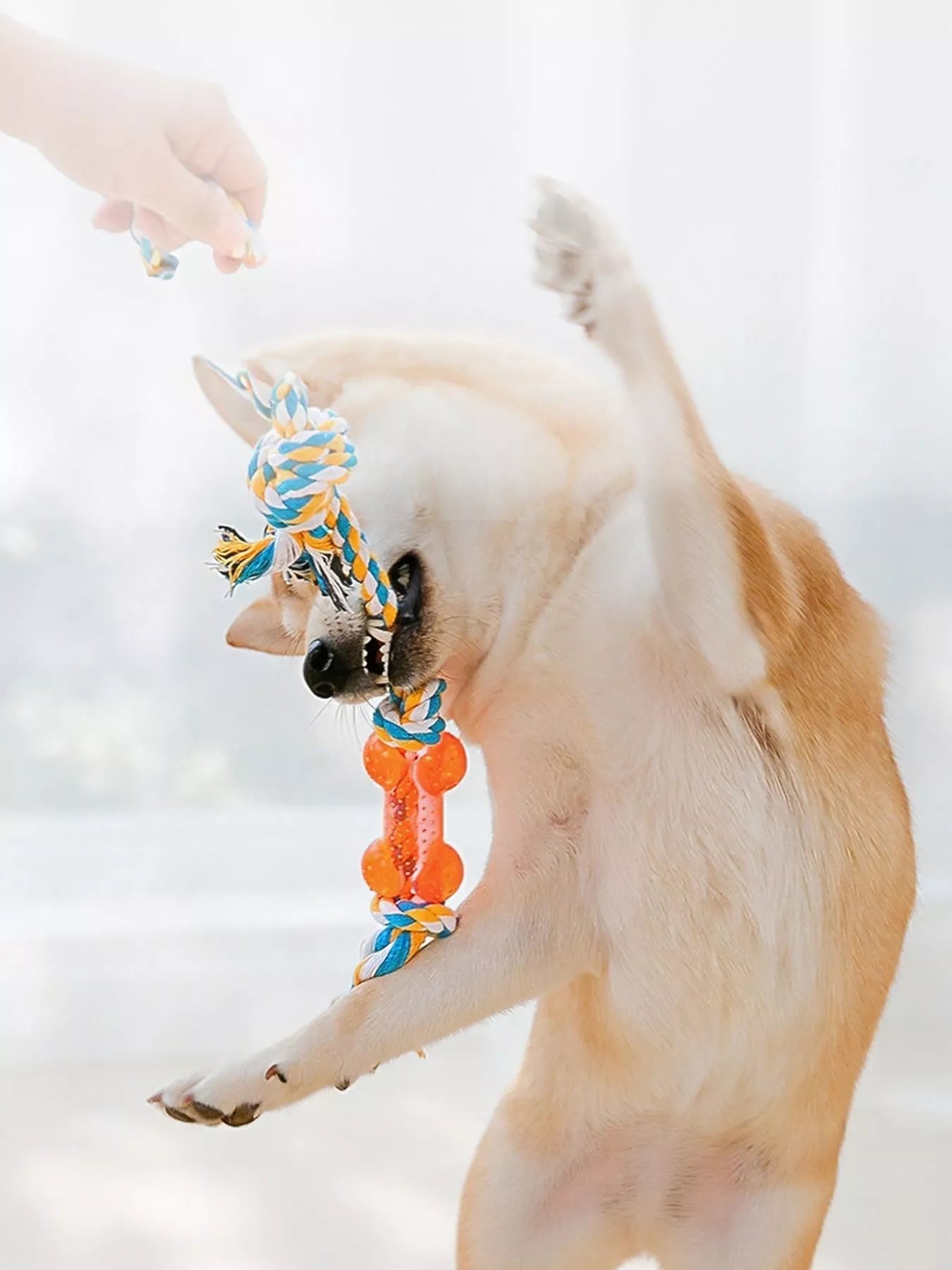 Interactive Rope Knot Pet Toys