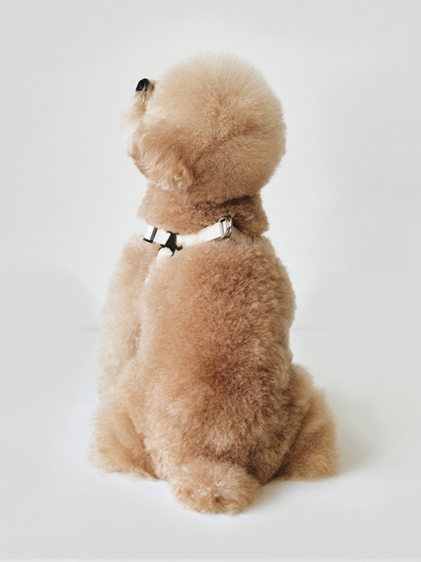 Rivet-Decorated Dog Harness Leash Set