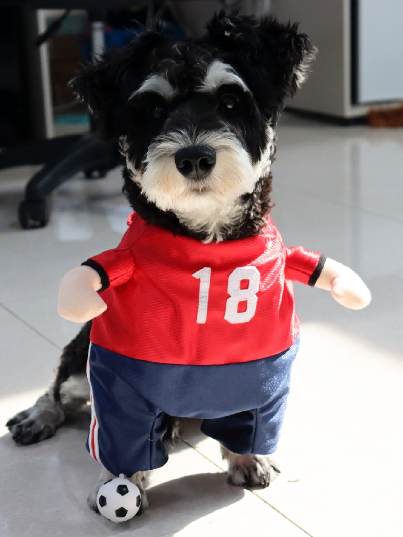 Number Pet Jumpsuit