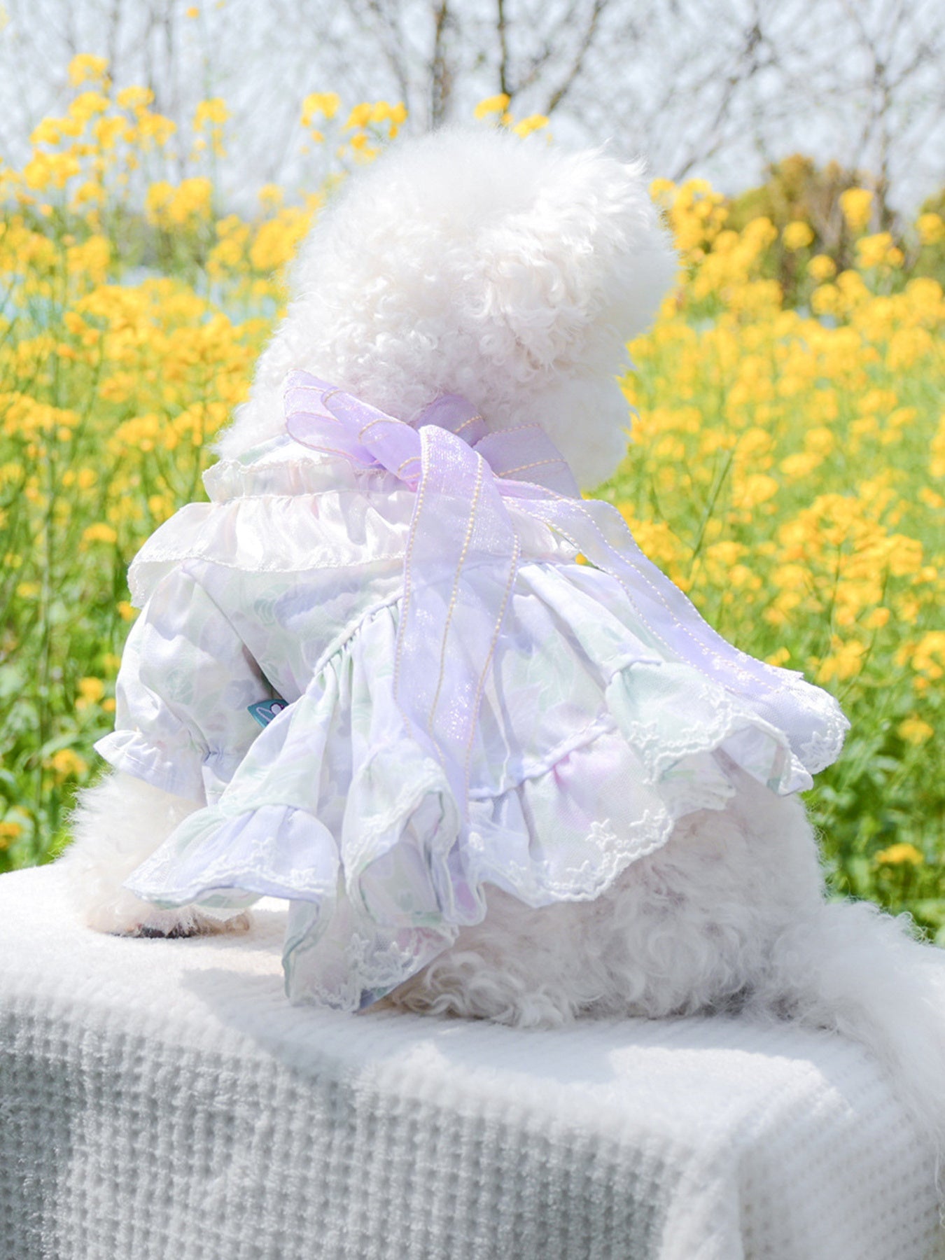 Bow Printed Pet Dress
