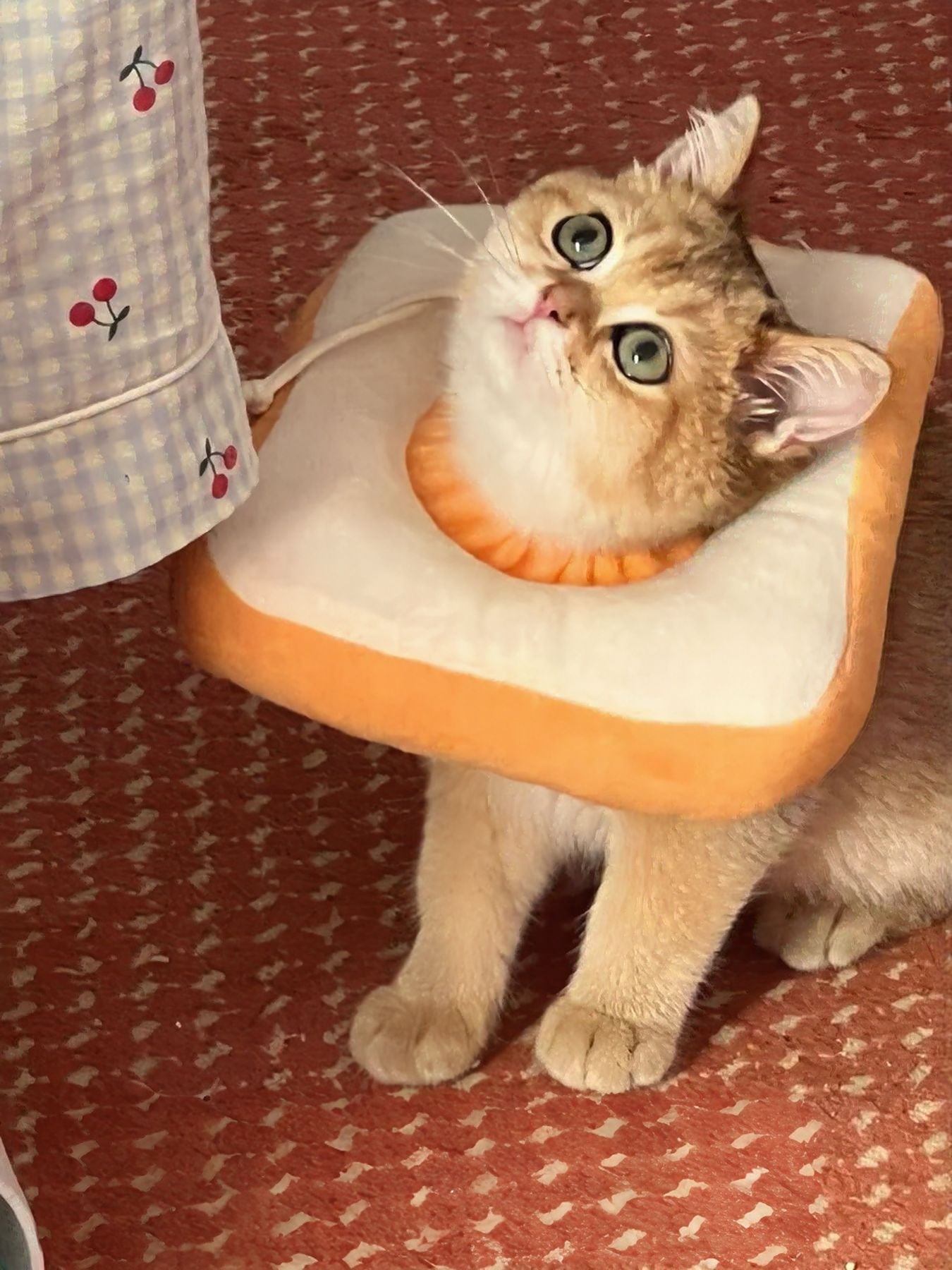 Avocado & Toast Shape Pet Collars
