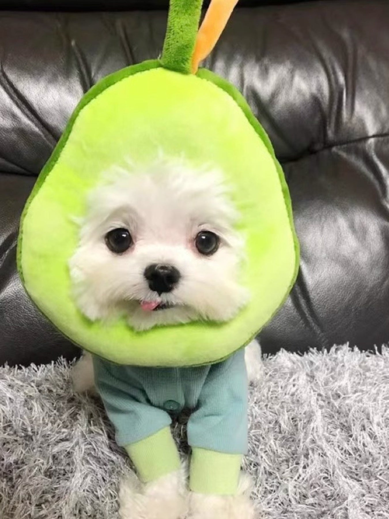 Avocado & Toast Shape Pet Collars