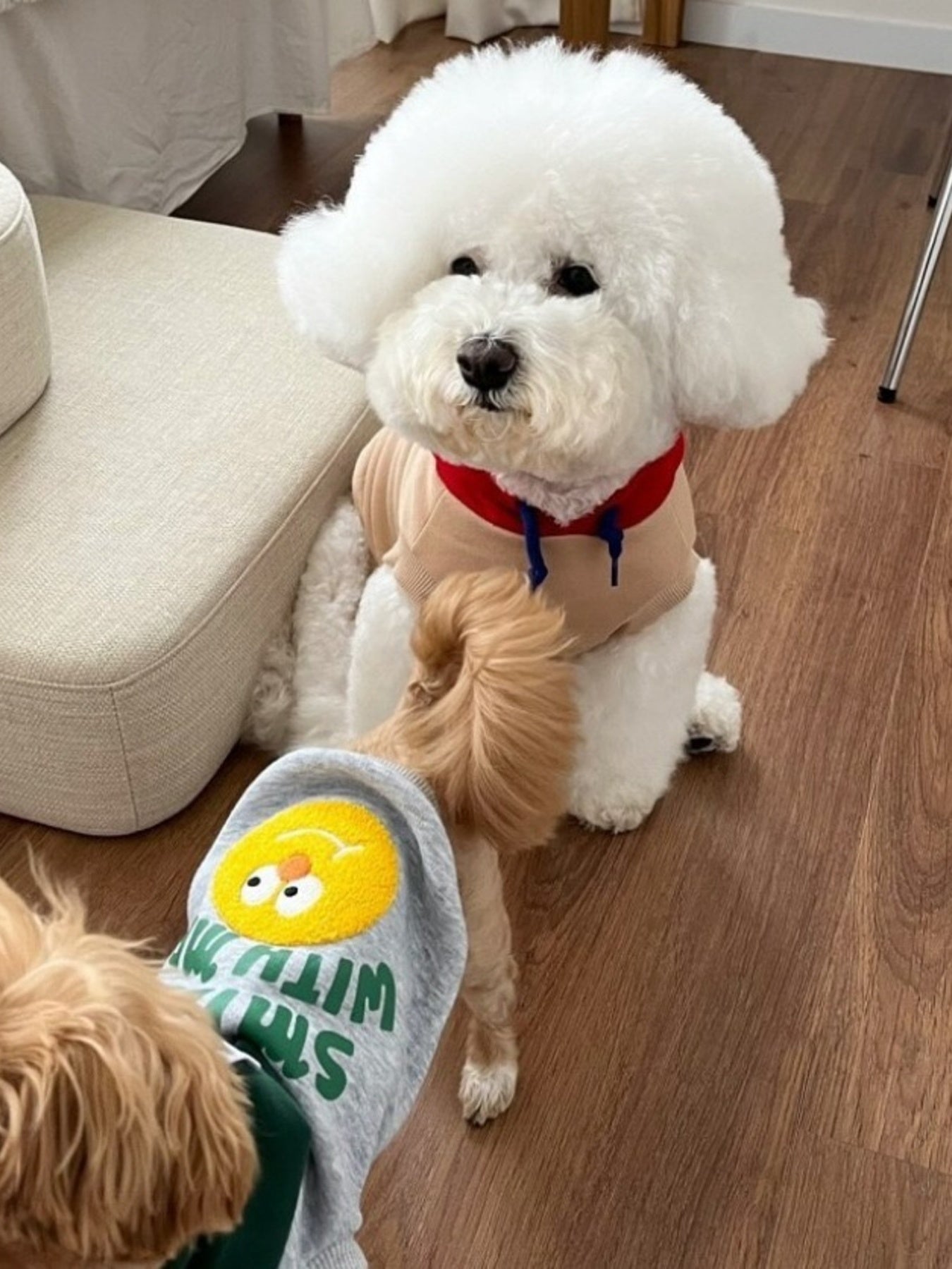 Cute Cartoon Pet Top