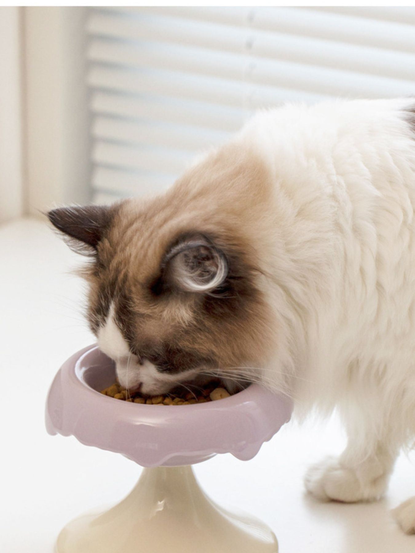 Elevated Ceramic Pet Bowl