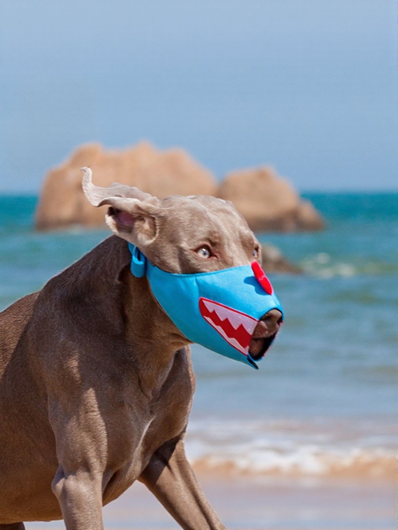 Funny Face Anti-Bite Pet Muzzle