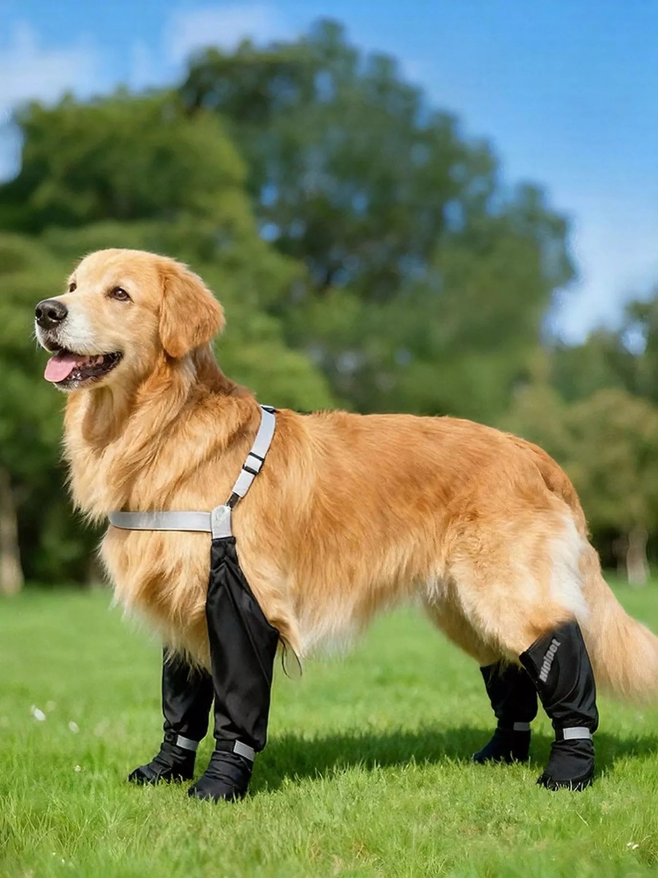 Protective Legging Pet Shoes
