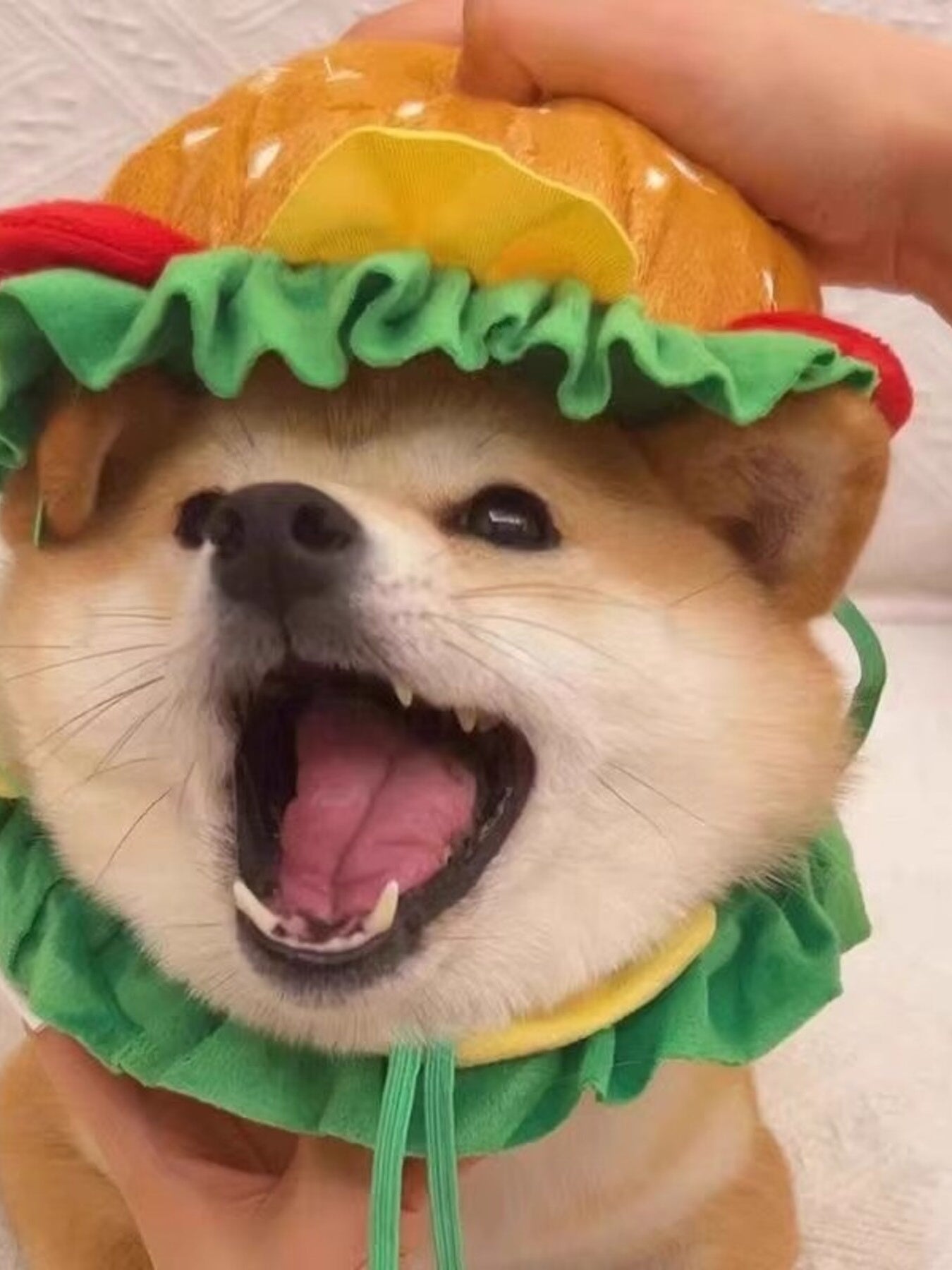 Hamburger Style Pet Headwear
