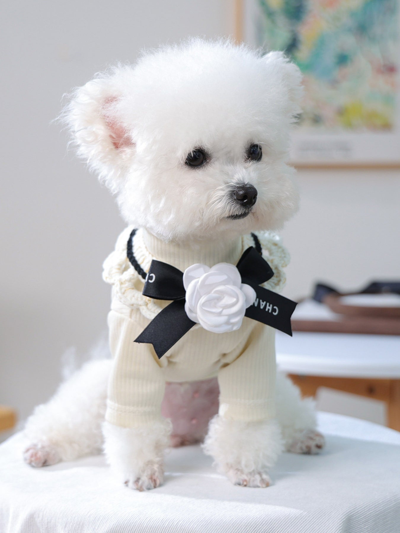 Contrast Pet Scarf