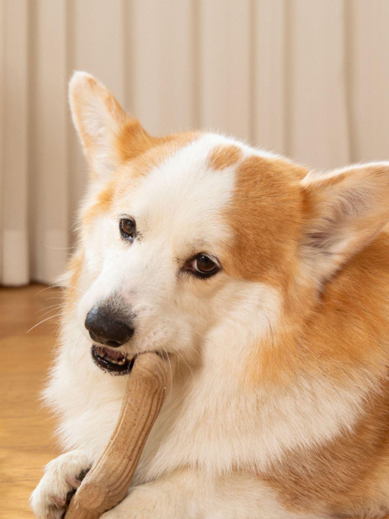 Durable Antler-Shaped Dog Chew Toy