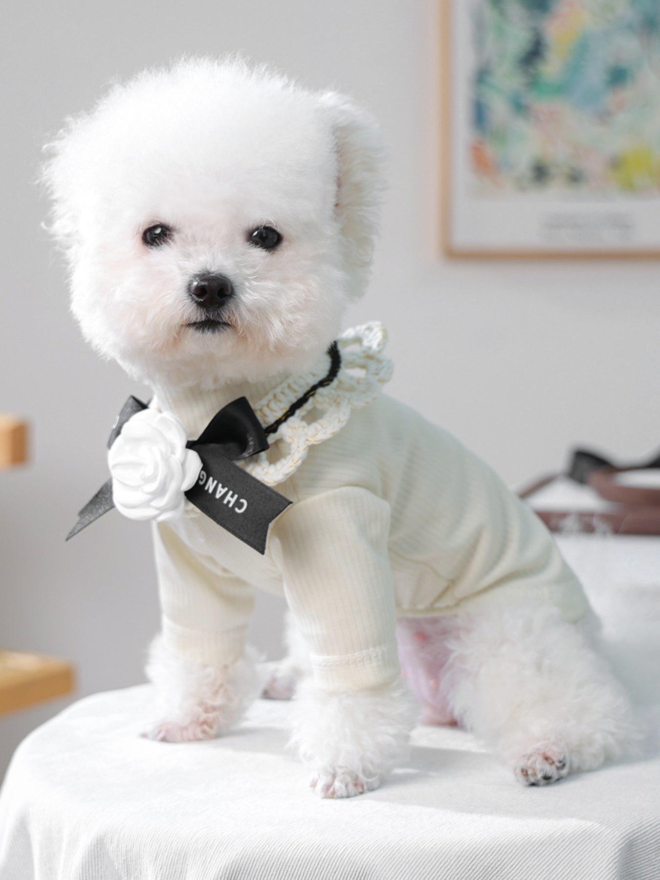 Contrast Pet Scarf